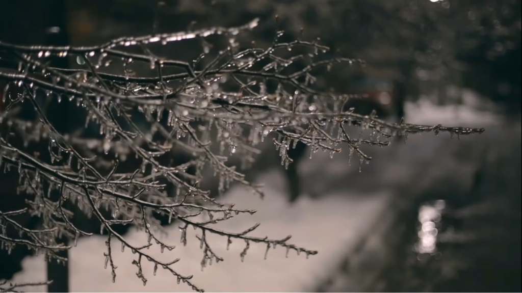 Ice freezing on trees video