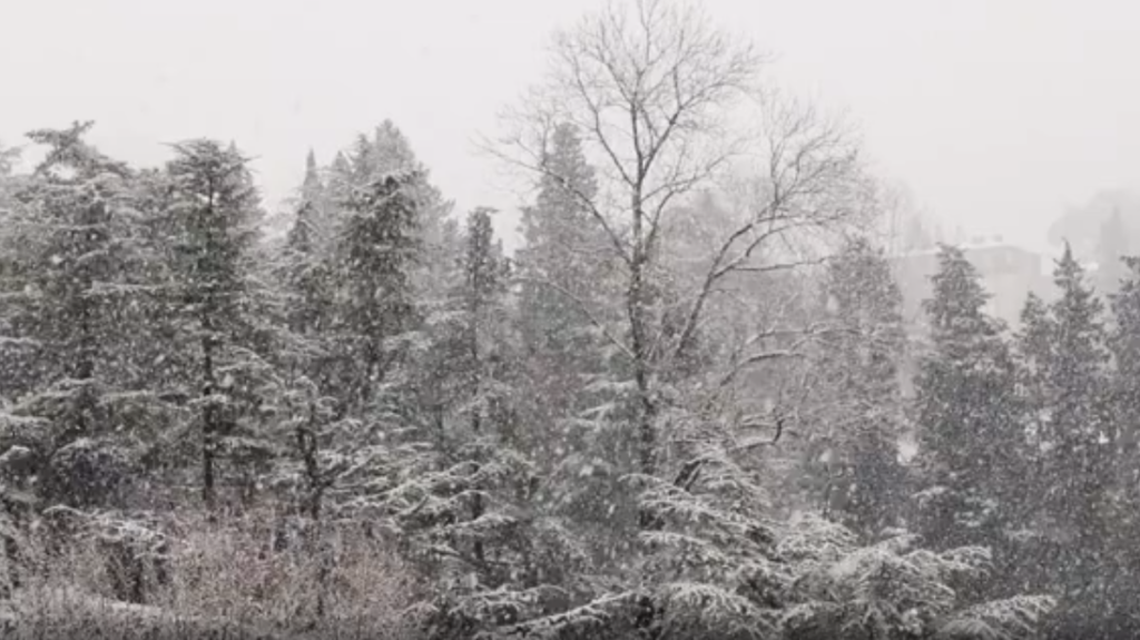 Snow falling on trees