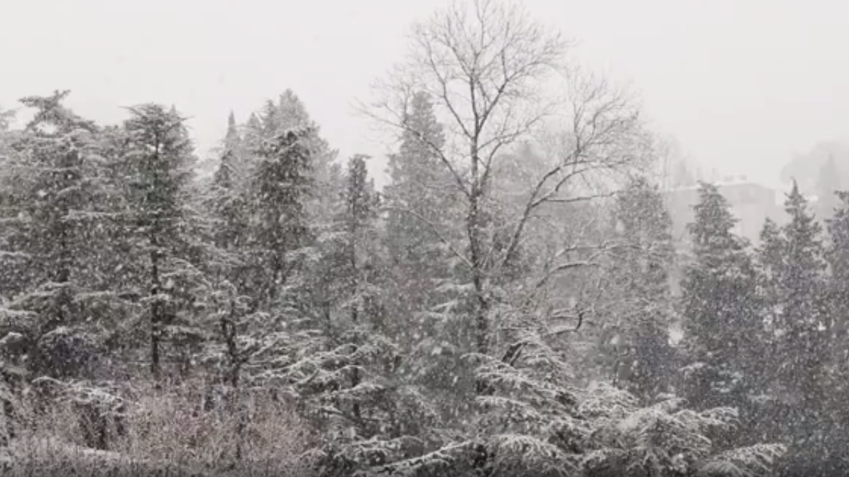 Winter Storm Izzy - Wake EMC