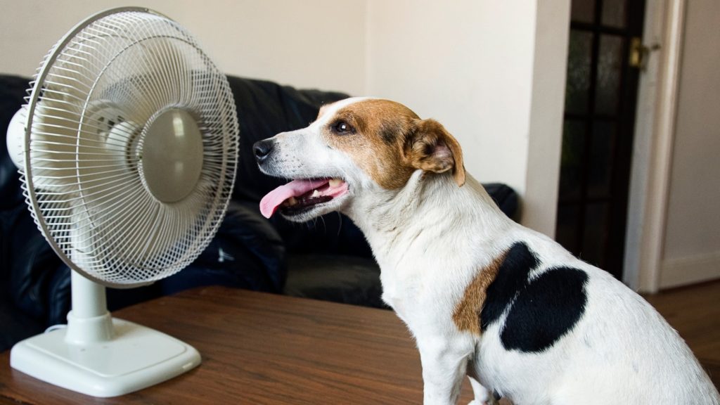 dog and fan